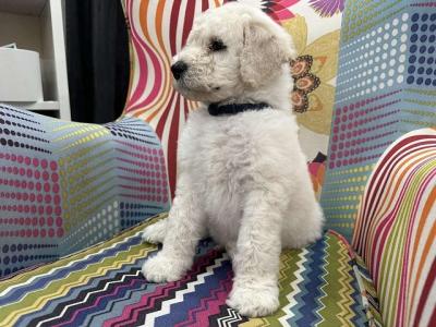 Large royal poodle puppies - Vienna Dogs, Puppies