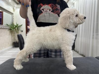 Large royal poodle puppies - Vienna Dogs, Puppies