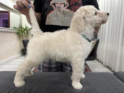 Large royal poodle puppies - Vienna Dogs, Puppies