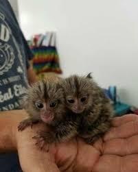 Marmoset monkeys are ready to give up for sale whatsapp by text or call +33745567830