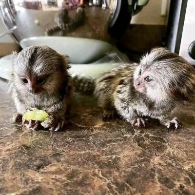 Well Trained Finger Marmoset Monkeys for sale ontact us +33745567830 