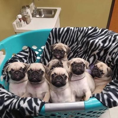 Cute Pug Puppies For Sale whatsapp by text or call +33745567830 Male and female ready  - Vienna Dogs, Puppies