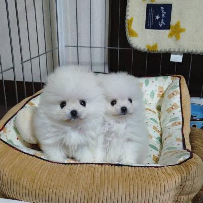 Teacup Pomeranian Puppies ready now for sale whatsapp by text or call +33745567830