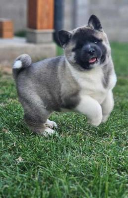 American Akita, TOP puppies - Vienna Dogs, Puppies