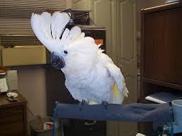 Cute Cockatoo Parrots For Sale whatsapp by text or call +33745567830 - Berlin Birds