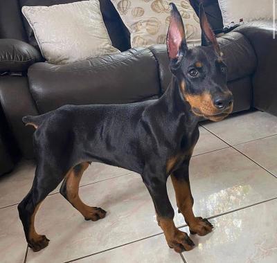 Adorable Doberman Pinscher Puppies Available for sale whatsapp by text or call +33745567830 - Dubai Dogs, Puppies
