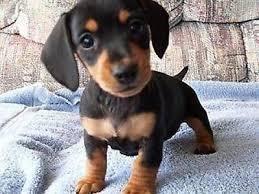 Lovely Dachshund puppies available for sale whatsapp by text or call +33745567830