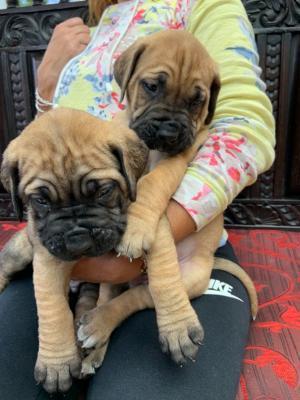 Bull Mastiff males and female Puppies For Sale whatsapp by text or call +33745567830 - Vienna Dogs, Puppies