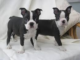 Gorgeous male and female Boston Terrier Puppies for sale whatsapp by text or call +33745567830