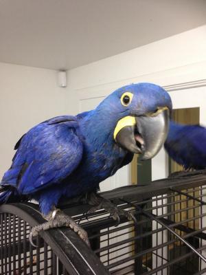 Hyacinth Macaw Parrots for sale whatsapp by text or call +33745567830 - Paris Birds