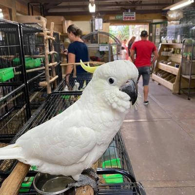 Cute Cockatoo Parrots For Sale whatsapp by text or call +33745567830 - Berlin Birds