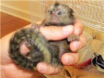 Diaper trained Pygmy Marmoset Monkeys for sale whatsapp by text or call +33745567830 - Zurich Livestock