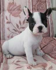 Available French Bulldog Puppies for sale whatsapp by text or call +33745567830 - Dubai Dogs, Puppies