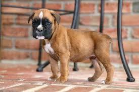 we have male and female cute Boxer puppies for sale whatsapp by text or call +33745567830