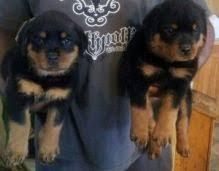 Charming available males and female Rottweiler puppies for sale whatsapp by text or call +3374556783