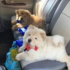 Males and females chow chow Puppies for sale whatsapp by text or call +33745567830 - Vienna Dogs, Puppies