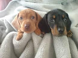 Charming male and female Dachshund Puppies for sale whatsapp by text or call +33745567830