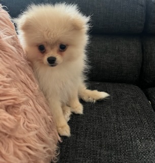 cute spitz pomeranian puppies - Bern Dogs, Puppies