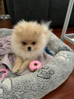 cute spitz pomeranian puppies - Bern Dogs, Puppies