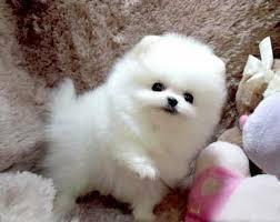 Beautiful Tiny Teacup Pomeranian Puppies for sale whatsapp by text or call +33745567830 - Dubai Dogs, Puppies