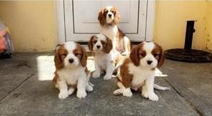 Cute Cavalier King Charles Spaniel Puppies ready for sale whatsapp by text or call +33745567830