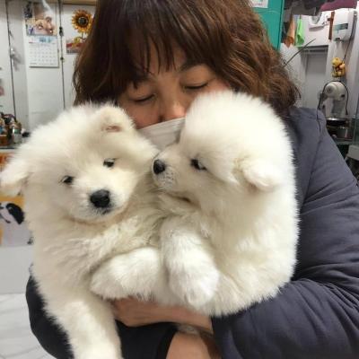 beautiful Samoyed pups ready for a loving new home whatsapp by text or call +33745567830