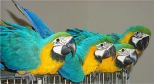 Talking Blue And Gold Macaws Parrots ready for Sale whatsapp by text or call +33745567830