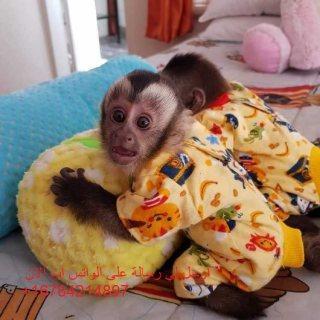 Cute playful Capuchin Monkeys for Sale whatsapp by text or call +33745567830 - Zurich Livestock