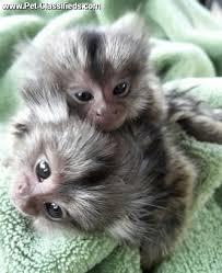 Available  Marmoset Monkeys for sale whatsapp by text or call +33745567830 - Zurich Livestock