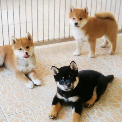 Cute Shiba Inu puppies ready for sale whatsapp by text or call +33745567830