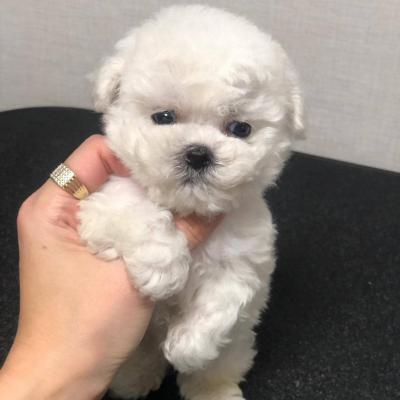 Toy Bichon Frise Puppies for sale whatsapp by text or call +33745567830