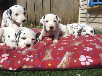 Dalmatian puppies now ready for a new home (sale) whatsapp by text or call +33745567830