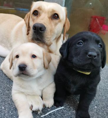Purebred Vet checked Labrador Puppies for sale whatsapp by text or call +33745567830 - Kuwait Region Dogs, Puppies