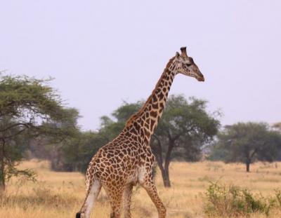 Best Tanzania Safari Tour Operators - Other Other