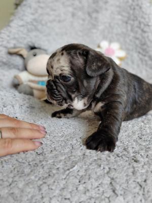 French bulldog puppies - Vienna Dogs, Puppies