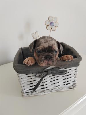 French bulldog puppies - Vienna Dogs, Puppies