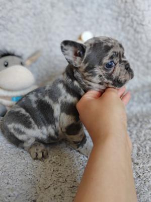 French bulldog puppies - Vienna Dogs, Puppies