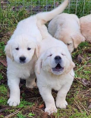 Cute Registered Labrador Puppies Ready for sale - Luxembourg Dogs, Puppies