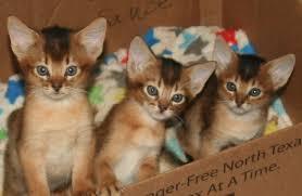 Abyssinian male and female Kittens for sale contact us +33745567830