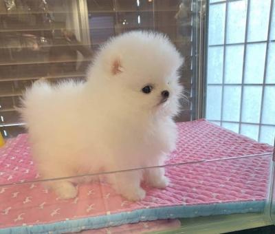 Excellent Teacup Pomeranian Puppies For Sale whatsapp by text or call +33745567830