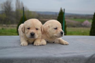 Labrador retriever  - Vienna Dogs, Puppies