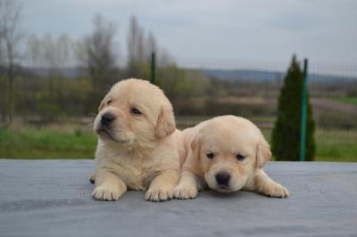 Labrador retriever  - Vienna Dogs, Puppies