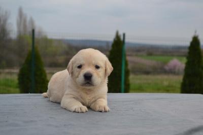 Labrador retriever  - Vienna Dogs, Puppies