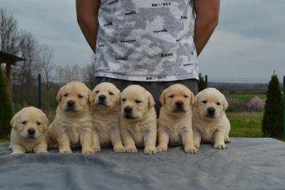 Labrador retriever  - Vienna Dogs, Puppies