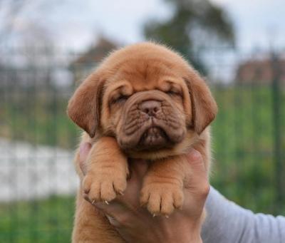 Dogue de Bordeaux - Vienna Dogs, Puppies