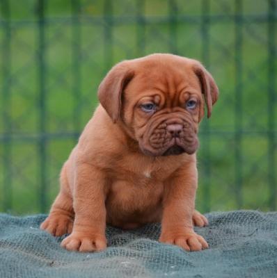 Dogue de Bordeaux - Vienna Dogs, Puppies