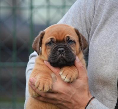 Dogue de Bordeaux - Vienna Dogs, Puppies