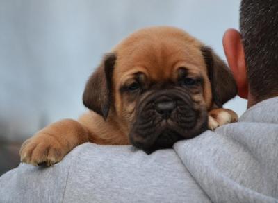 Dogue de Bordeaux - Vienna Dogs, Puppies