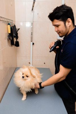 Dubai's Premier Pet Grooming: Keeping Your Pets Stylish and Clean