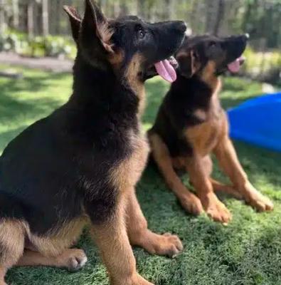 German Shepherd Breeders in Maryland - Other Other